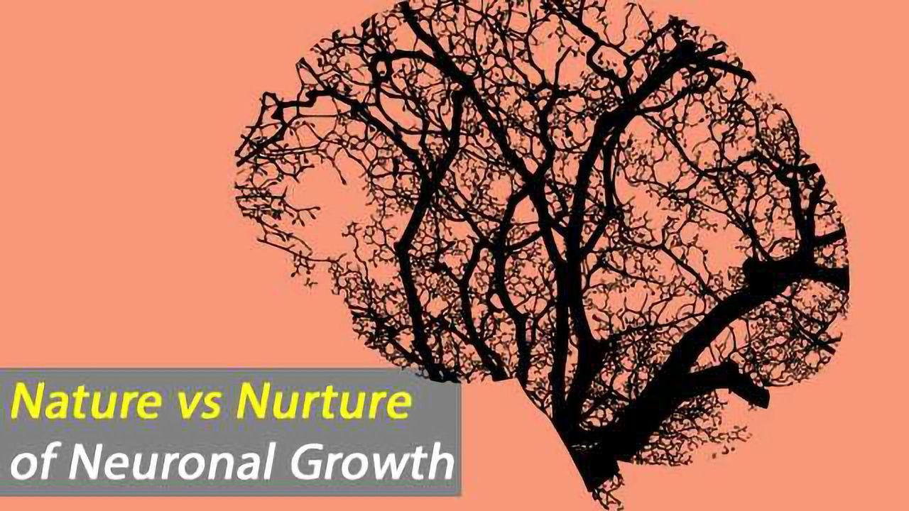 Regional Brain Cell Environment Shapes Neuronal Phenotype
