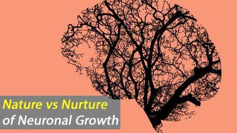 Regional Brain Cell Environment Shapes Neuronal Phenotype