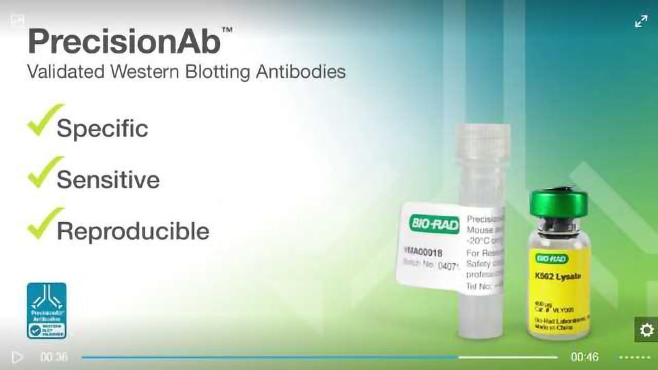 PrecisionAb™ Antibodies- Enhance Your Western Blotting Toolbox content piece image