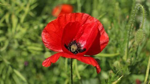 Home-brewed poppy seed tea can be lethal