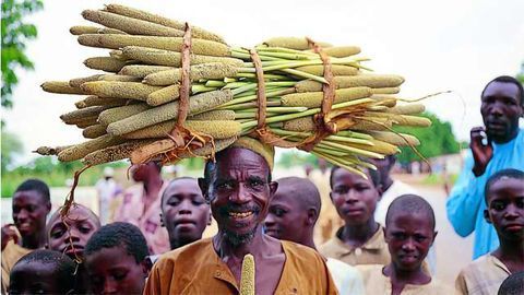 Unlocking the Key to Drought Resistance