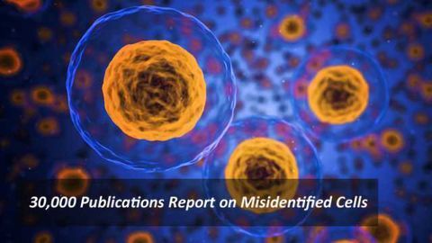 Some 30,000 Biomedical Publications Report on Misidentified Cells