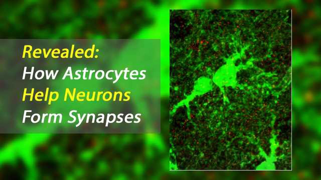 Astrocyte Secretion of Glypican 4 Induces Neuronal Synapse Formation