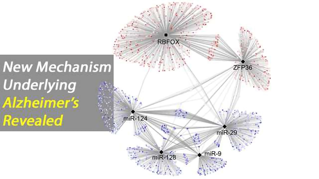 New Alzheimer's Mechanism Revealed