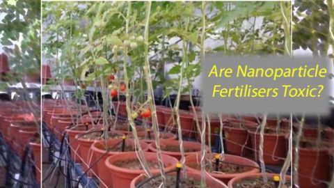Will we be able to use zinc oxide nanoparticles as fertilizers?