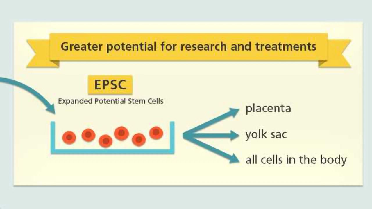 Expanded Potential Stem Cells Created