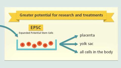 Expanded Potential Stem Cells Created