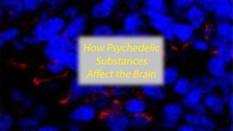 Human Minibrains reveal the Effects of Psychedelic Substances