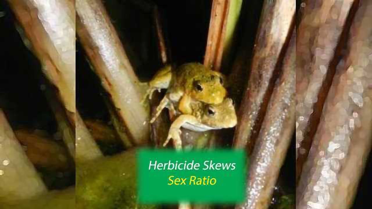 Atrazine Alters the Sex Ratio in Blanchard's Cricket Frogs