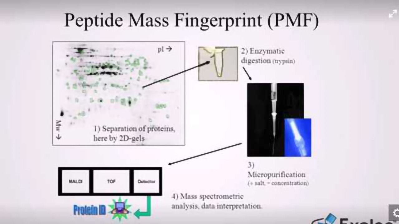 Peptide Mass Fingerprinting