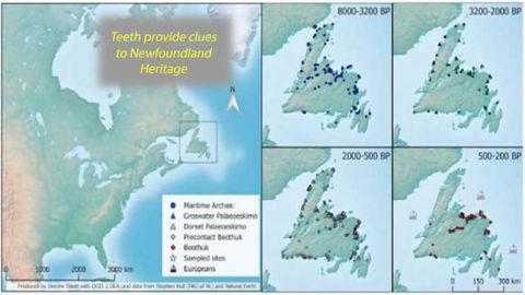Forensic Evidence Shows Newfoundland was Populated Multiple Times by Distinct Groups