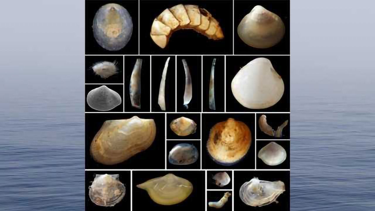 2000% Increase in Knowledge of Seafloor Mollusc Biodiversity