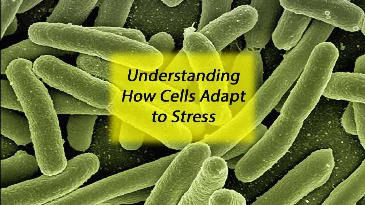 Model Predicts How E. coli Bacteria Adapt Under Stress
