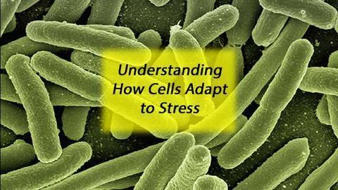 Model Predicts How E. coli Bacteria Adapt Under Stress