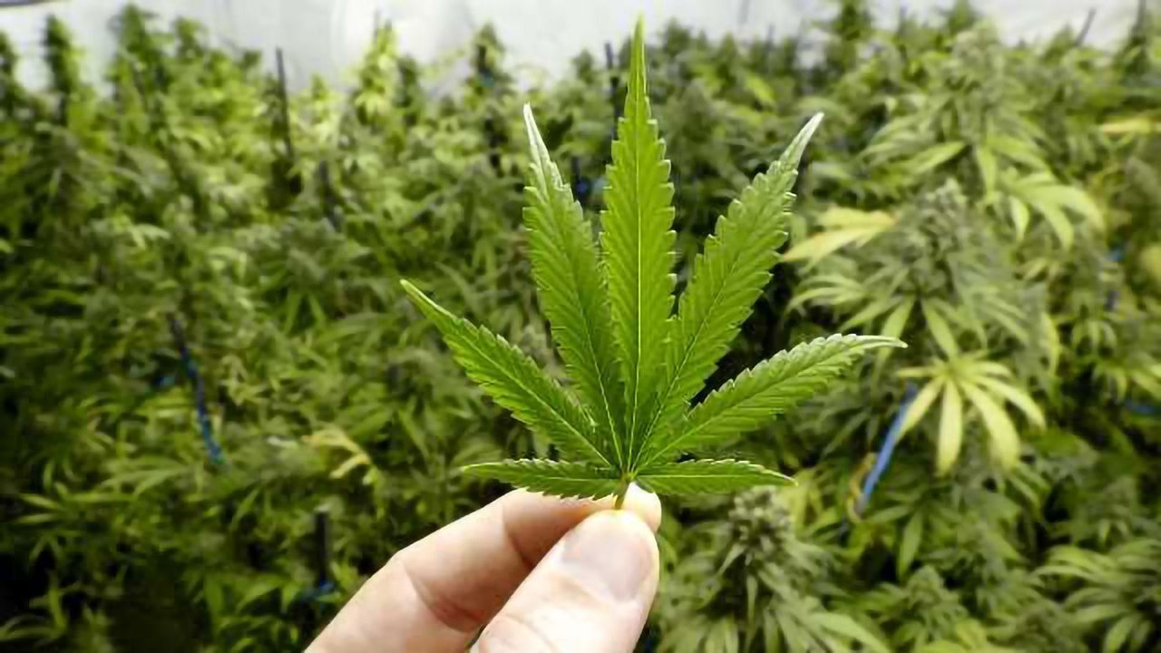 Cannabis Testing in the Home of the Coffee Shop