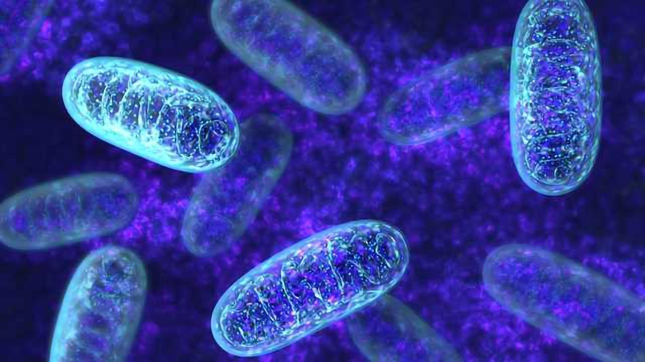AMSBIO Launch Metabolism Stress Test Kits