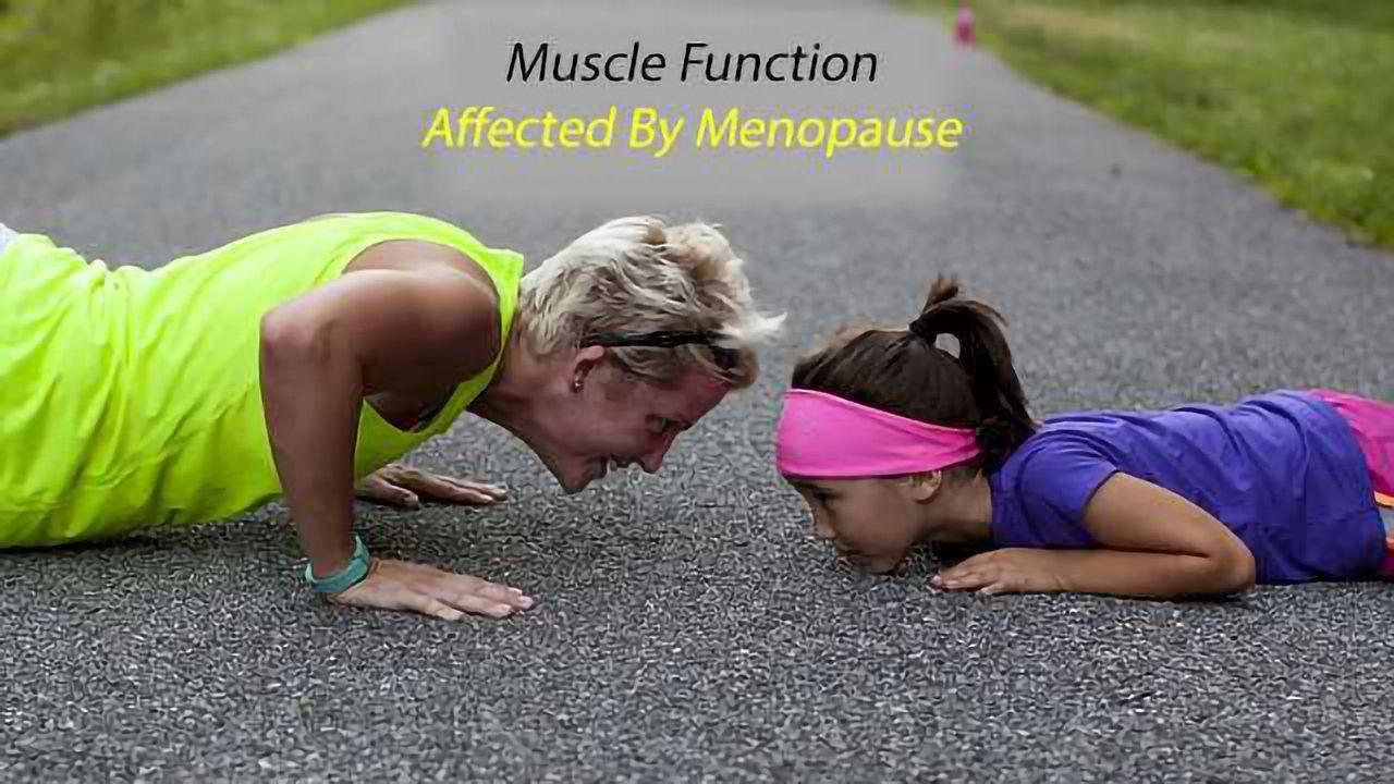 Menopause and Estrogen Affect Muscle Function