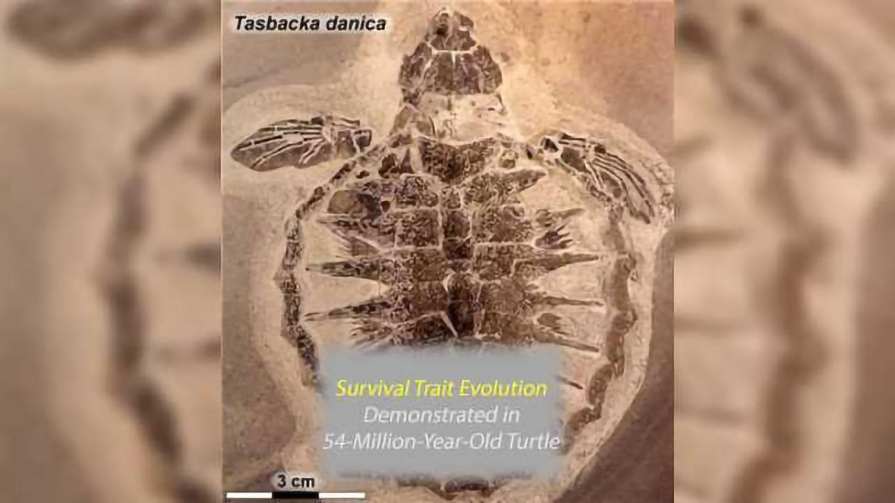 Survival Trait Evolution Shown in 54 Million-Year-Old Sea Turtle