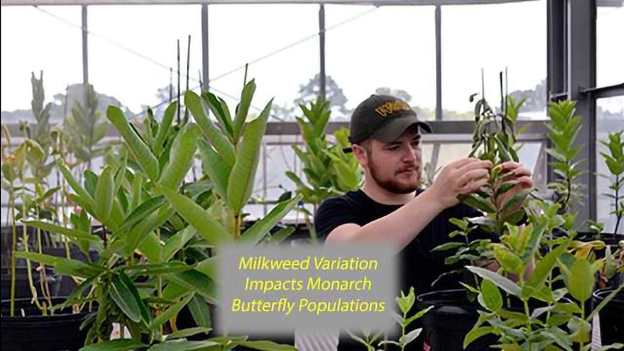 Milkweed Varies in Nutrition and Nice, Tasty Cardenolides