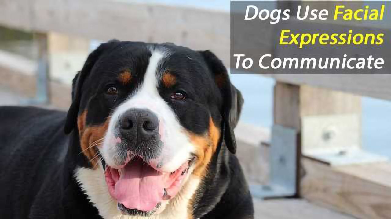 Your Dog May Be Using Facial Expressions to Communicate With You
