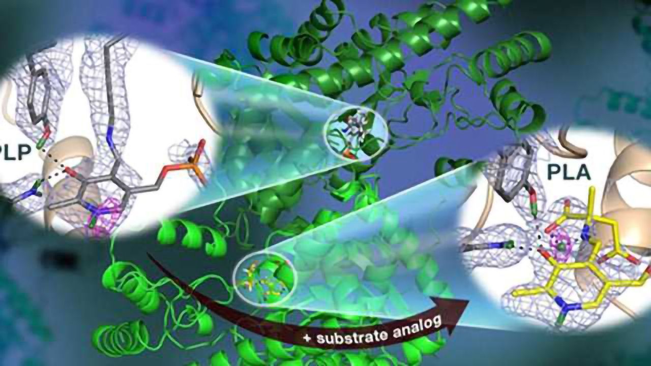 Neutrons Observe Vitamin B6-dependent Enzyme Activity Useful for Drug Development