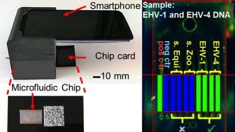 Integrated Lab-on-a-Chip Uses Smartphone to Quickly Detect Multiple Pathogens