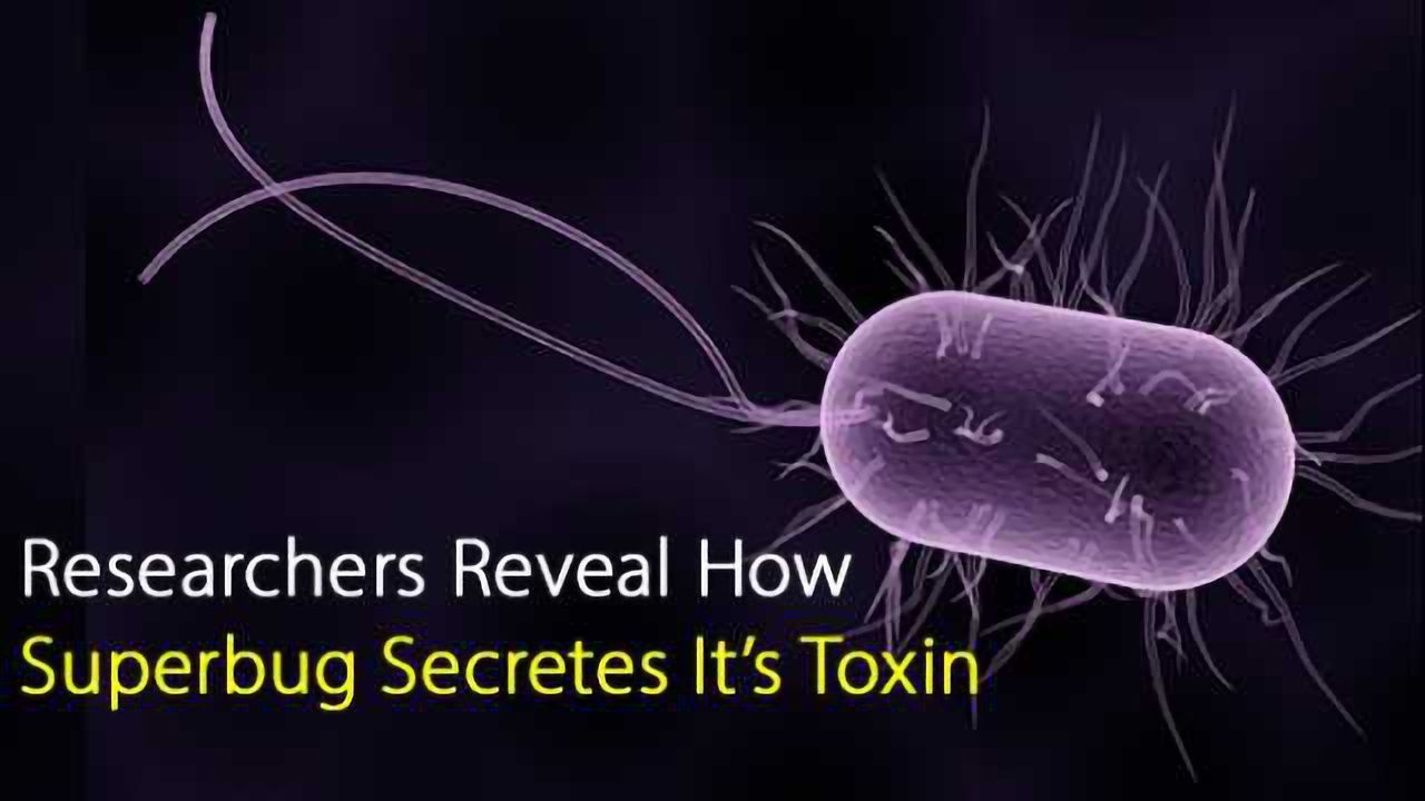 Researchers Reveal How Superbug Secretes It’s Toxin