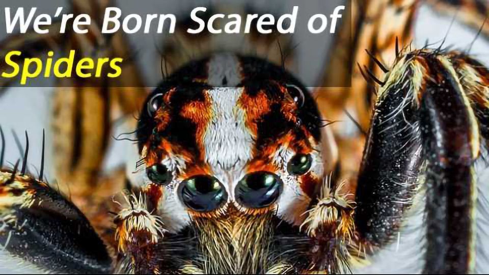 Innate Fear of Snakes and Spiders: a Survival Instinct Found in Babies content piece image