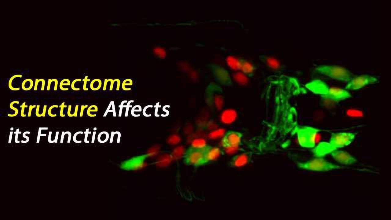 Testing Network Control Principles of a Connectome by Ablating Individual Neurons