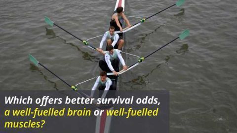 'Selfish Brain' vs Muscle Power - Who Wins Out?