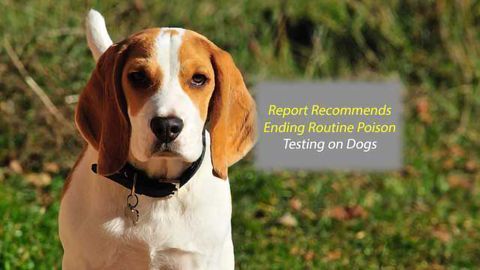 New Report Recommends Ending Routine Poisoning Test on Dogs
