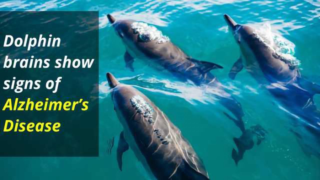 Dolphin Brains Show Signs of Alzheimer’s Disease