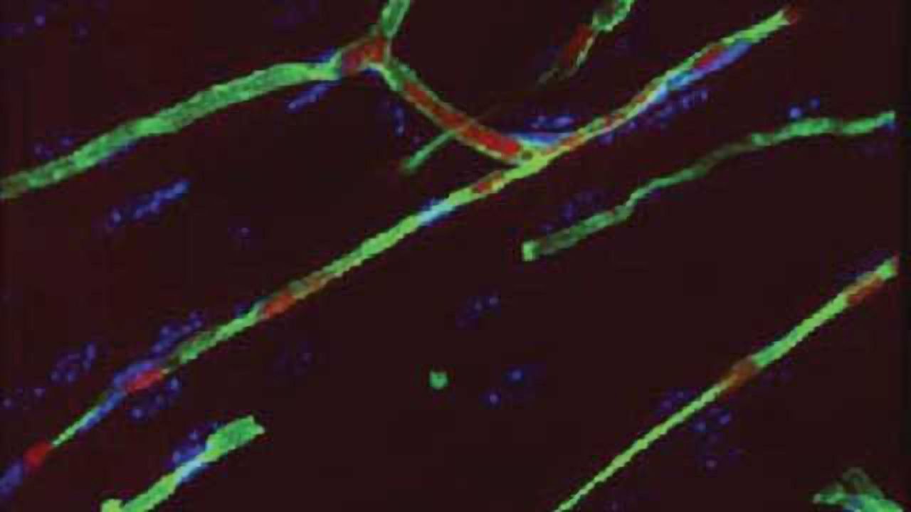 Long-lasting Blood Vessel Repair in Animals Via Stem Cells
