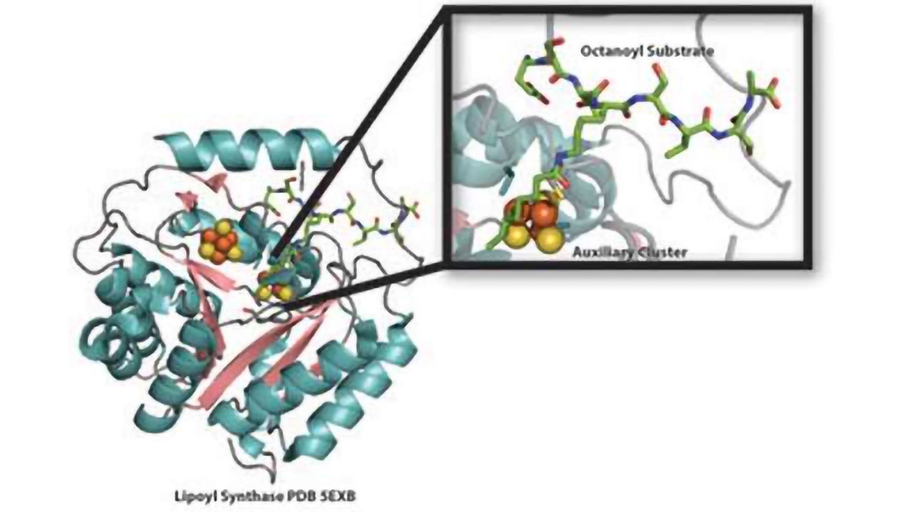 Renewable Resource: To Produce Vital Lipoic Acid, Sulfur is Used, Then Replenished