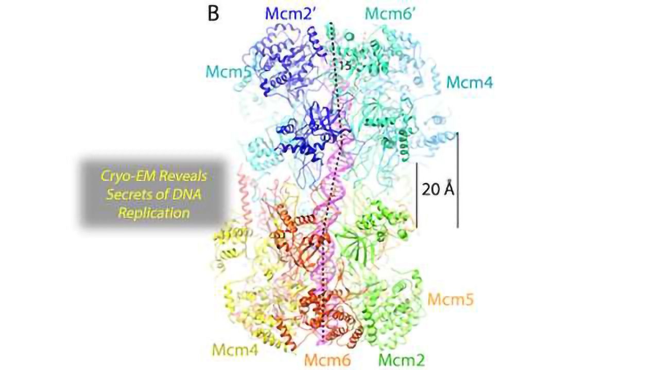 Cryo-EM Imaging Suggests How the Double Helix Separates During Replication