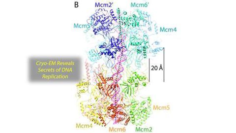 Cryo-EM Imaging Suggests How the Double Helix Separates During Replication
