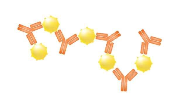Antigen vs Antibody – What Are the Differences? | Technology Networks