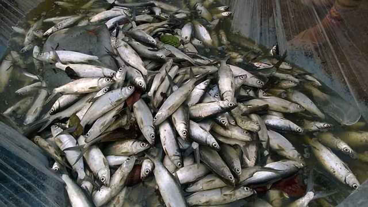 Utilising Liquid Chromatography for Evaluating Toxic Histones in Packaged Fish
