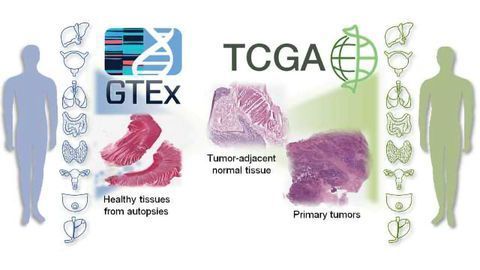 “Normal” Tissue Near Tumors May Host Hidden Cancer Characteristics