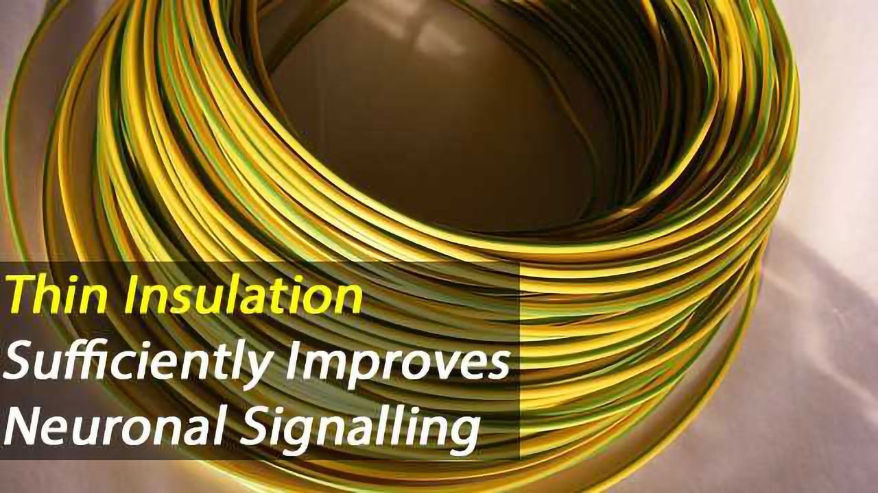 Thin Myelin Sheaths are a Marker for Remyelination