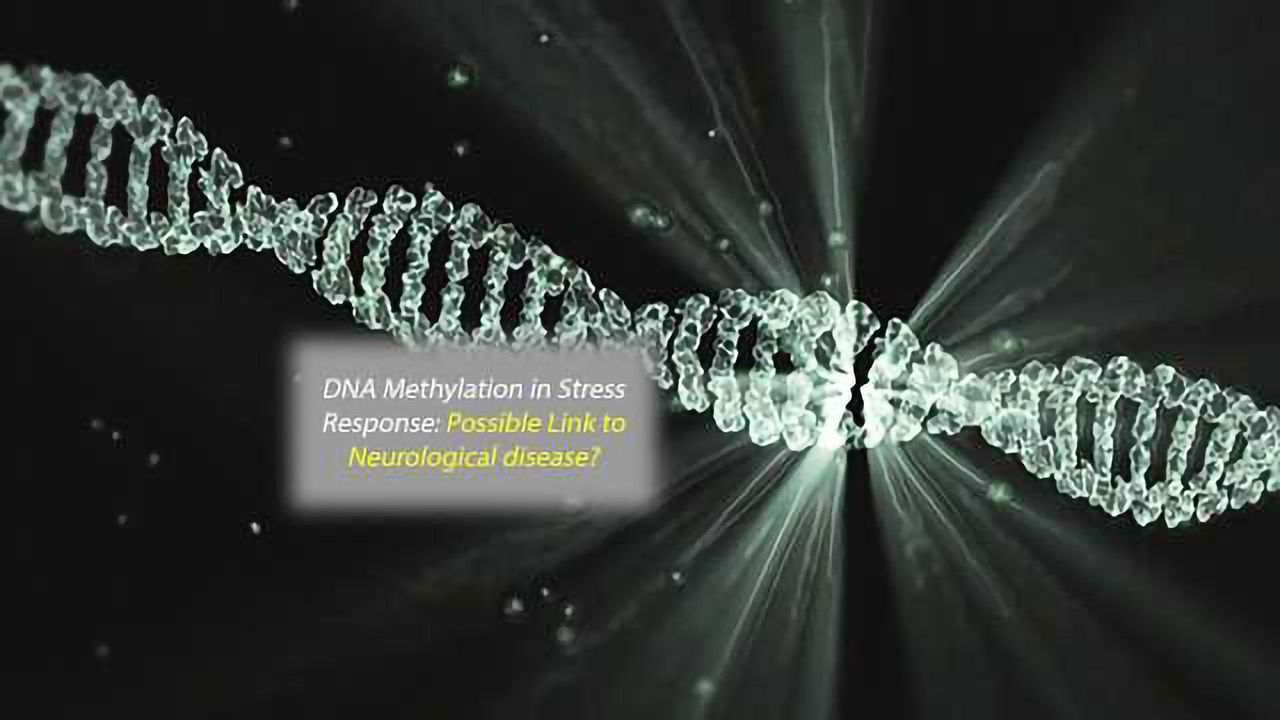 Mysterious DNA Modification Seen in Stress Response