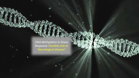 Mysterious DNA Modification Seen in Stress Response