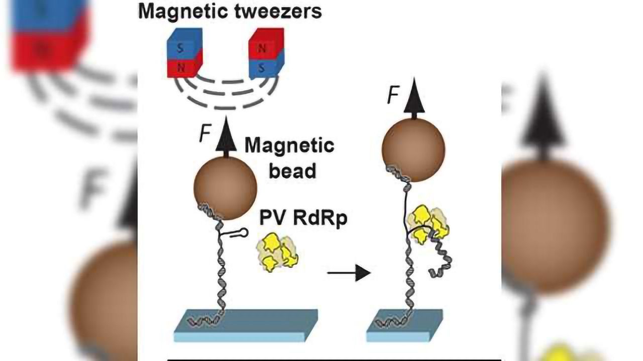 Mechanism of New Antiviral Drug Class Identified Using "Magnetic Tweezers"