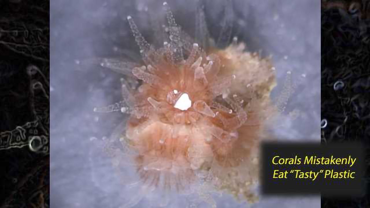 Taste, Not Appearance, Drives Corals to Eat Plastics
