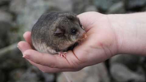 Coming to the Genetic Rescue of Australia’s Endangered Marsupials