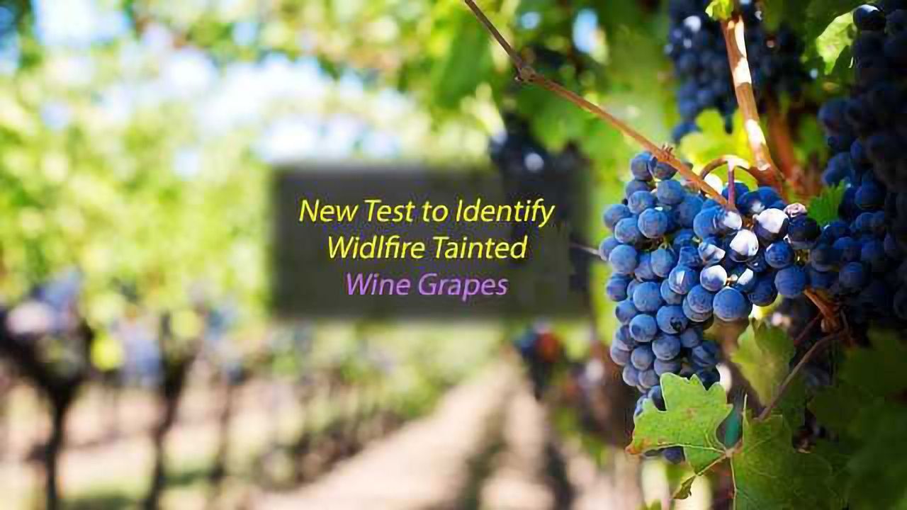 Wildfire Tainted Wine Grapes Identified by New Rapid Test