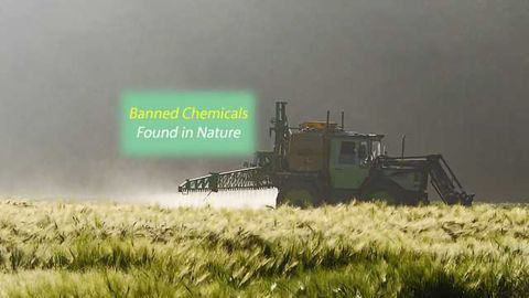 Pesky Pollutants that Persist, Courtesy of Nature