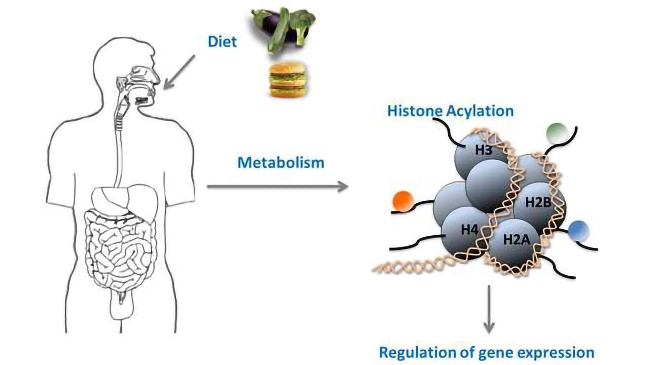 Novel Histone Modifications Couple Metabolism to Gene Activity