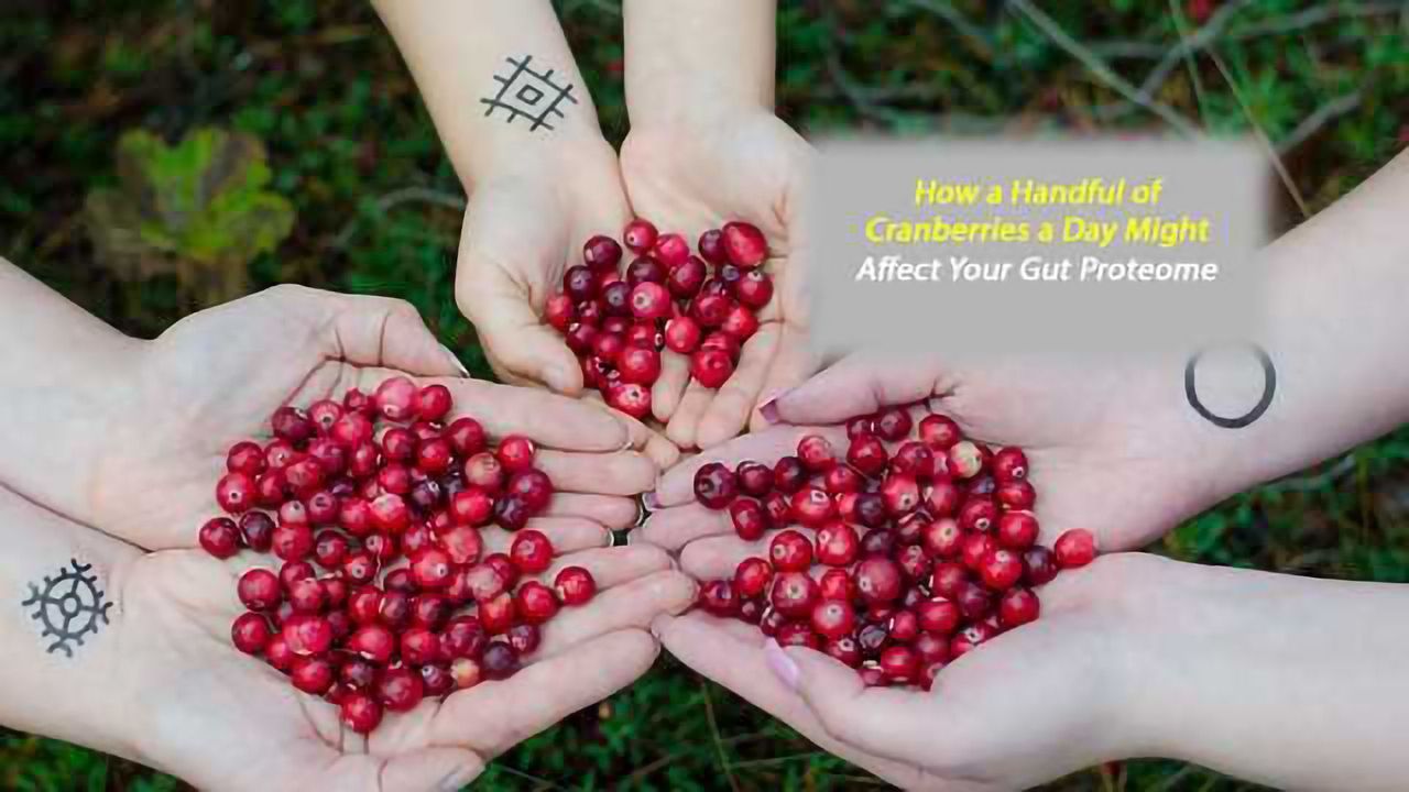 New Study Explores Dried Cranberries' Effect on Gut Health