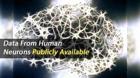 The Allen Institute Shares First Data from Live Human Brain Cells